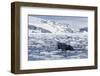 Humpback Whale (Megaptera Novaeangliae), Adult Spy-Hopping in Cierva Cove, Antarctica-Michael Nolan-Framed Photographic Print
