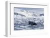 Humpback Whale (Megaptera Novaeangliae), Adult Spy-Hopping in Cierva Cove, Antarctica-Michael Nolan-Framed Photographic Print