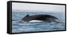 Humpback whale (Megaptera novaeangliae), Anakao, southern area, Madagascar, Africa-Christian Kober-Framed Stretched Canvas