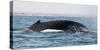 Humpback whale (Megaptera novaeangliae), Anakao, southern area, Madagascar, Africa-Christian Kober-Stretched Canvas