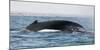 Humpback whale (Megaptera novaeangliae), Anakao, southern area, Madagascar, Africa-Christian Kober-Mounted Photographic Print