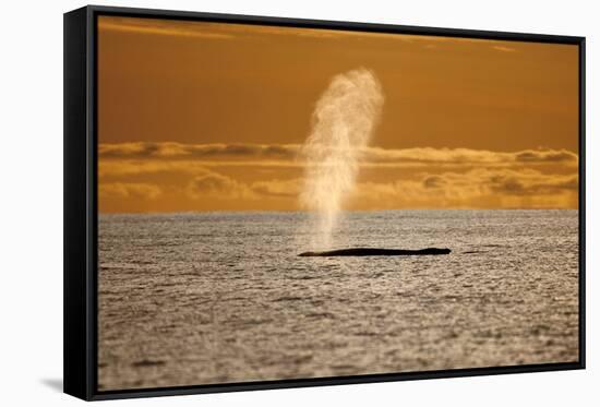 Humpback Whale (Megaptera Novaeangliae) Blowing at Sunset, Disko Bay, Greenland, August 2009-Jensen-Framed Stretched Canvas