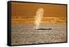 Humpback Whale (Megaptera Novaeangliae) Blowing at Sunset, Disko Bay, Greenland, August 2009-Jensen-Framed Stretched Canvas