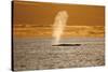 Humpback Whale (Megaptera Novaeangliae) Blowing at Sunset, Disko Bay, Greenland, August 2009-Jensen-Stretched Canvas