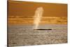 Humpback Whale (Megaptera Novaeangliae) Blowing at Sunset, Disko Bay, Greenland, August 2009-Jensen-Stretched Canvas