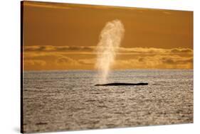 Humpback Whale (Megaptera Novaeangliae) Blowing at Sunset, Disko Bay, Greenland, August 2009-Jensen-Stretched Canvas