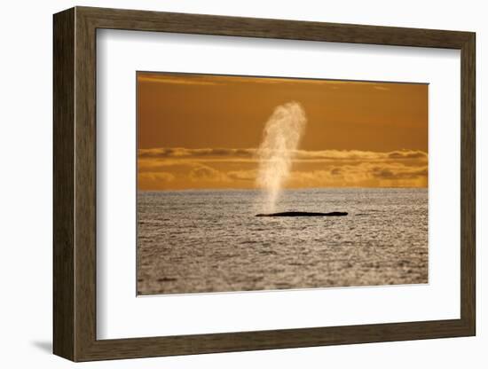 Humpback Whale (Megaptera Novaeangliae) Blowing at Sunset, Disko Bay, Greenland, August 2009-Jensen-Framed Photographic Print