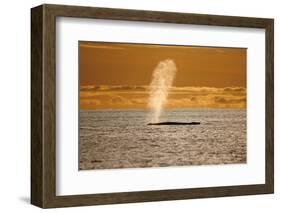 Humpback Whale (Megaptera Novaeangliae) Blowing at Sunset, Disko Bay, Greenland, August 2009-Jensen-Framed Photographic Print