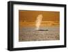 Humpback Whale (Megaptera Novaeangliae) Blowing at Sunset, Disko Bay, Greenland, August 2009-Jensen-Framed Photographic Print