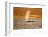 Humpback Whale (Megaptera Novaeangliae) Blowing at Sunset, Disko Bay, Greenland, August 2009-Jensen-Framed Photographic Print