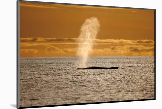 Humpback Whale (Megaptera Novaeangliae) Blowing at Sunset, Disko Bay, Greenland, August 2009-Jensen-Mounted Photographic Print