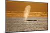 Humpback Whale (Megaptera Novaeangliae) Blowing at Sunset, Disko Bay, Greenland, August 2009-Jensen-Mounted Photographic Print