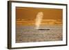 Humpback Whale (Megaptera Novaeangliae) Blowing at Sunset, Disko Bay, Greenland, August 2009-Jensen-Framed Photographic Print