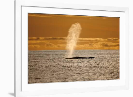 Humpback Whale (Megaptera Novaeangliae) Blowing at Sunset, Disko Bay, Greenland, August 2009-Jensen-Framed Photographic Print