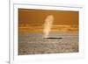 Humpback Whale (Megaptera Novaeangliae) Blowing at Sunset, Disko Bay, Greenland, August 2009-Jensen-Framed Photographic Print