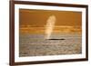 Humpback Whale (Megaptera Novaeangliae) Blowing at Sunset, Disko Bay, Greenland, August 2009-Jensen-Framed Photographic Print