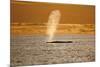 Humpback Whale (Megaptera Novaeangliae) Blowing at Sunset, Disko Bay, Greenland, August 2009-Jensen-Mounted Photographic Print