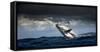 Humpback Whale (Megaptera Novaeangliae) Breaching During Annual Sardine Run-Wim van den Heever-Framed Stretched Canvas