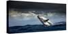 Humpback Whale (Megaptera Novaeangliae) Breaching During Annual Sardine Run-Wim van den Heever-Stretched Canvas