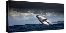 Humpback Whale (Megaptera Novaeangliae) Breaching During Annual Sardine Run-Wim van den Heever-Stretched Canvas