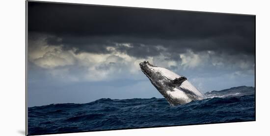 Humpback Whale (Megaptera Novaeangliae) Breaching During Annual Sardine Run-Wim van den Heever-Mounted Photographic Print