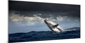 Humpback Whale (Megaptera Novaeangliae) Breaching During Annual Sardine Run-Wim van den Heever-Mounted Photographic Print