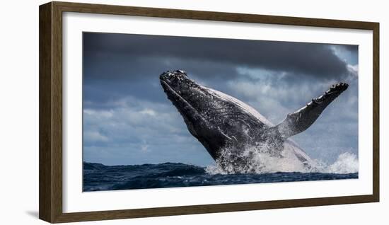 Humpback Whale (Megaptera Novaeangliae) Breaching During Annual Sardine Run-Wim van den Heever-Framed Photographic Print