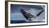 Humpback Whale (Megaptera Novaeangliae) Breaching During Annual Sardine Run-Wim van den Heever-Framed Photographic Print