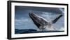 Humpback Whale (Megaptera Novaeangliae) Breaching During Annual Sardine Run-Wim van den Heever-Framed Photographic Print