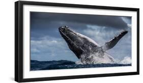 Humpback Whale (Megaptera Novaeangliae) Breaching During Annual Sardine Run-Wim van den Heever-Framed Photographic Print