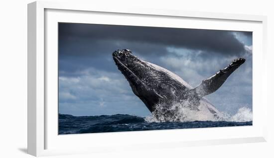 Humpback Whale (Megaptera Novaeangliae) Breaching During Annual Sardine Run-Wim van den Heever-Framed Photographic Print