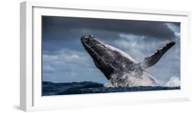 Humpback Whale (Megaptera Novaeangliae) Breaching During Annual Sardine Run-Wim van den Heever-Framed Photographic Print