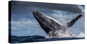 Humpback Whale (Megaptera Novaeangliae) Breaching During Annual Sardine Run-Wim van den Heever-Stretched Canvas