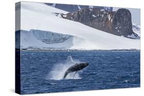 Humpback Whale (Megaptera Novaeangliae) Breaching, Gerlache Strait, Antarctica, Polar Regions-Michael Nolan-Stretched Canvas