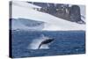 Humpback Whale (Megaptera Novaeangliae) Breaching, Gerlache Strait, Antarctica, Polar Regions-Michael Nolan-Stretched Canvas