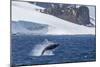 Humpback Whale (Megaptera Novaeangliae) Breaching, Gerlache Strait, Antarctica, Polar Regions-Michael Nolan-Mounted Photographic Print