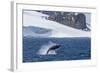 Humpback Whale (Megaptera Novaeangliae) Breaching, Gerlache Strait, Antarctica, Polar Regions-Michael Nolan-Framed Photographic Print