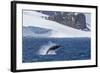 Humpback Whale (Megaptera Novaeangliae) Breaching, Gerlache Strait, Antarctica, Polar Regions-Michael Nolan-Framed Photographic Print