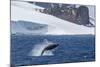 Humpback Whale (Megaptera Novaeangliae) Breaching, Gerlache Strait, Antarctica, Polar Regions-Michael Nolan-Mounted Photographic Print