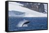 Humpback Whale (Megaptera Novaeangliae) Breaching, Gerlache Strait, Antarctica, Polar Regions-Michael Nolan-Framed Stretched Canvas