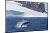 Humpback Whale (Megaptera Novaeangliae) Breaching, Gerlache Strait, Antarctica, Polar Regions-Michael Nolan-Mounted Photographic Print