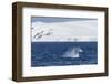 Humpback Whale (Megaptera Novaeangliae) Breaching, Gerlache Strait, Antarctica, Polar Regions-Michael Nolan-Framed Photographic Print