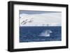 Humpback Whale (Megaptera Novaeangliae) Breaching, Gerlache Strait, Antarctica, Polar Regions-Michael Nolan-Framed Photographic Print