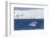 Humpback Whale (Megaptera Novaeangliae) Breaching, Gerlache Strait, Antarctica, Polar Regions-Michael Nolan-Framed Photographic Print