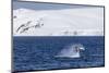 Humpback Whale (Megaptera Novaeangliae) Breaching, Gerlache Strait, Antarctica, Polar Regions-Michael Nolan-Mounted Photographic Print