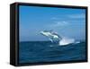 Humpback Whale (Megaptera Novaeangliae) Breaching in the Sea-null-Framed Stretched Canvas