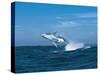 Humpback Whale (Megaptera Novaeangliae) Breaching in the Sea-null-Stretched Canvas