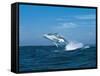 Humpback Whale (Megaptera Novaeangliae) Breaching in the Sea-null-Framed Stretched Canvas