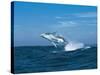 Humpback Whale (Megaptera Novaeangliae) Breaching in the Sea-null-Stretched Canvas