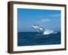 Humpback Whale (Megaptera Novaeangliae) Breaching in the Sea-null-Framed Photographic Print